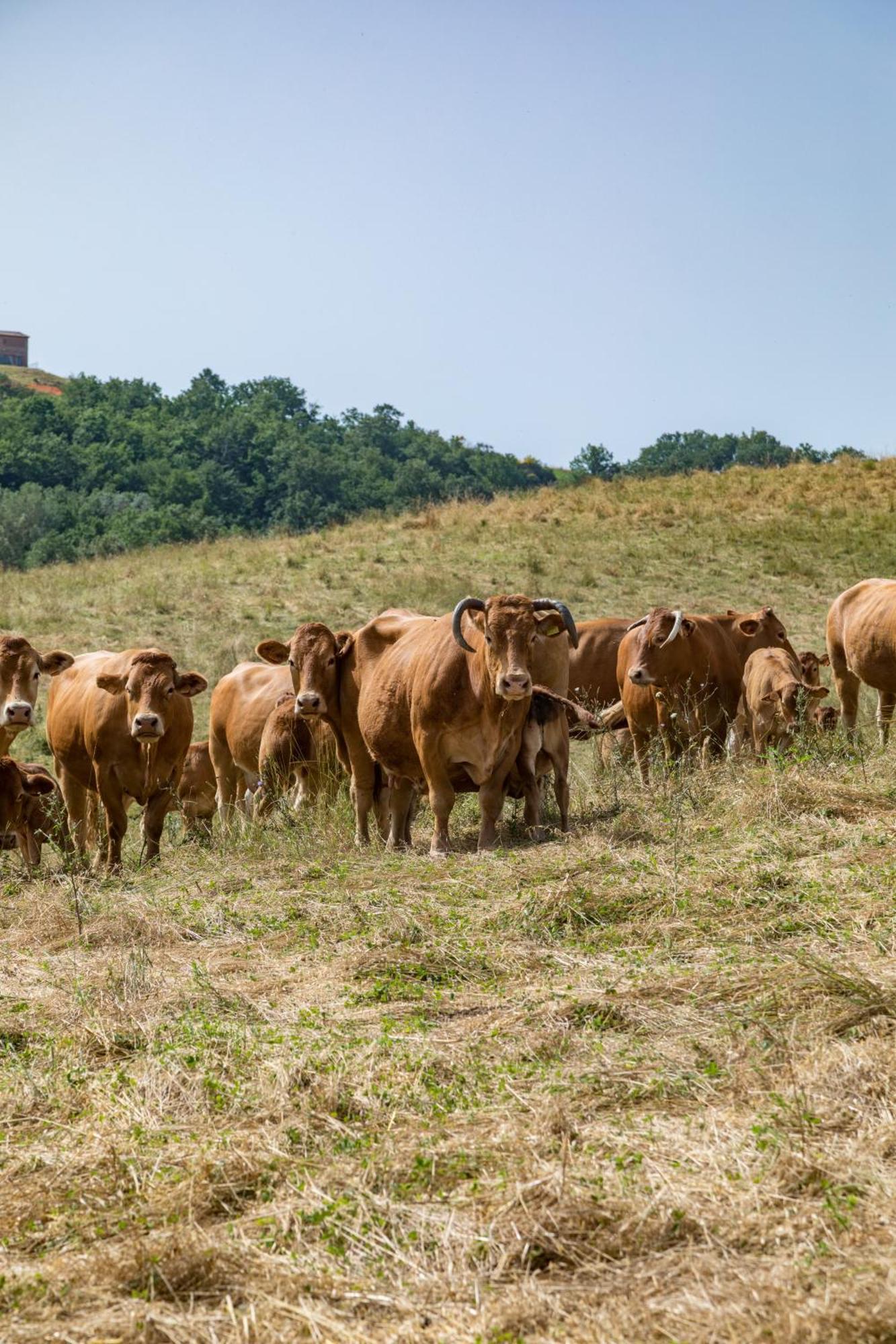 Villa Agriturismo Tenuta La Campana Asciano Exteriér fotografie